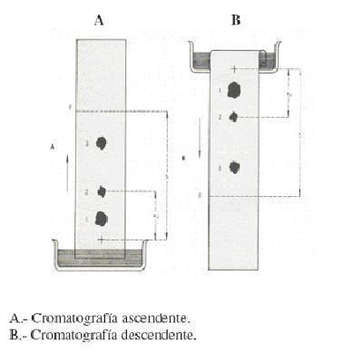 Cromatografía en papel